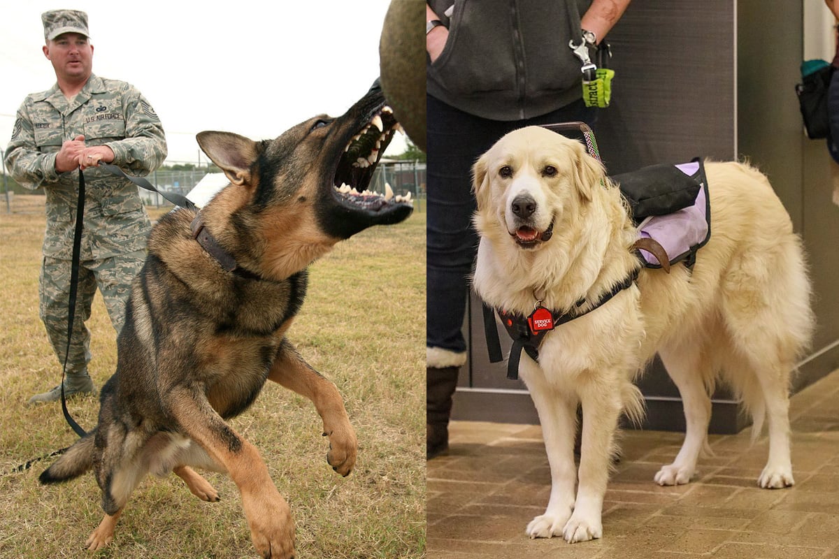 Guard Dog vs Guide Dog—the Difference Between Fear and fear
